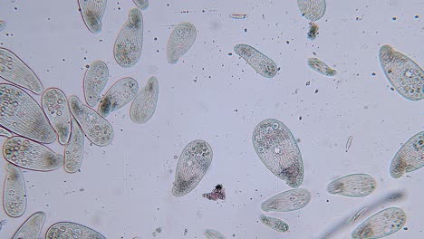 alta densidad de protozoos paramecium unicelulares bajo el microscopio