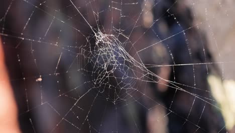 cobweb closeup on black background