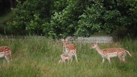 Liebes-Rehkitz-Mit-Mutter-Und-Anderen-Lieblingen-Im-Farran-Park-Cork,-Irland