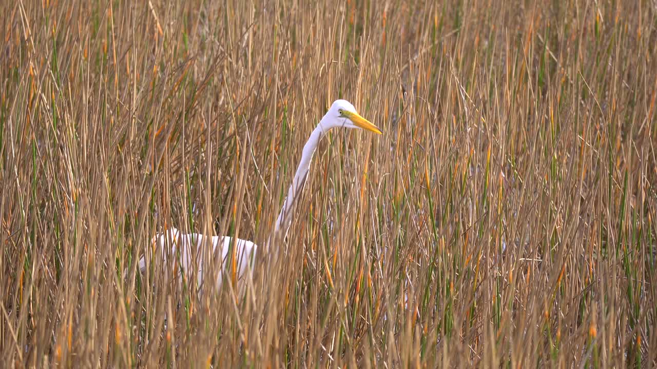 White Great Egret stalking for fish in grassy waters wetland area in South Florida in 4k 29.97p