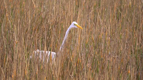 white great egret stalking for fish in grassy waters wetland area in south florida in 4k 29.97p