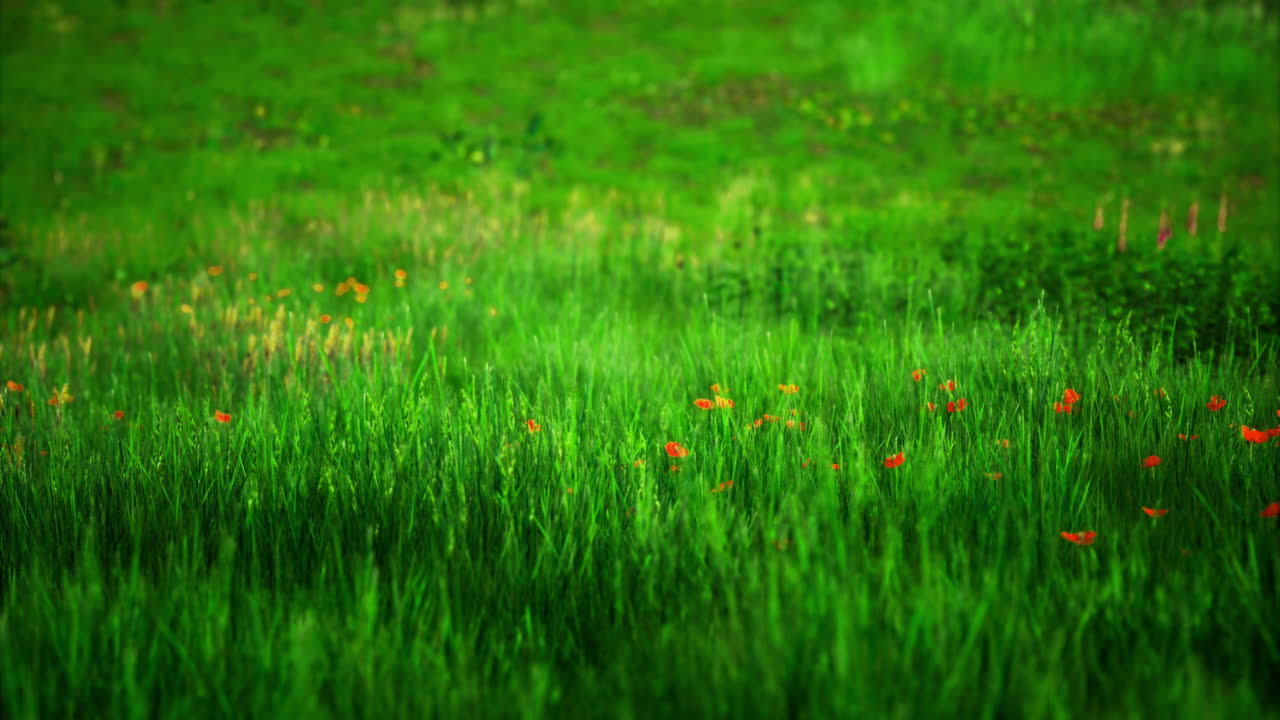 Vibrant green field adorned with wildflowers in the early morning light