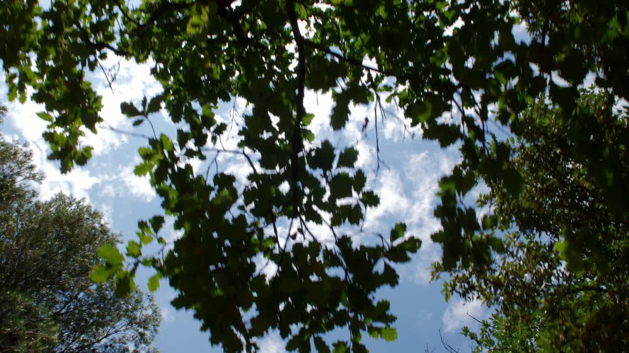 caminar mirando el cielo a través de los árboles