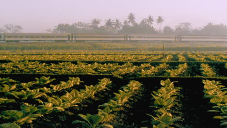 A-train-passes-through-a-field-in-rural-Indonesia