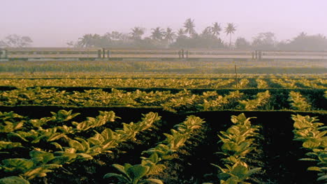 a train passes through a field in rural indonesia