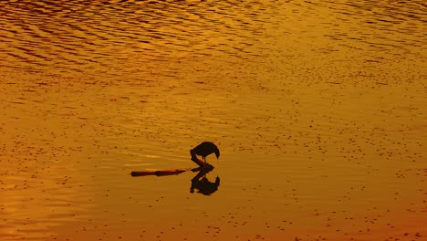 lonely bird relaxing and drinking water in lake at beautiful sunset evening