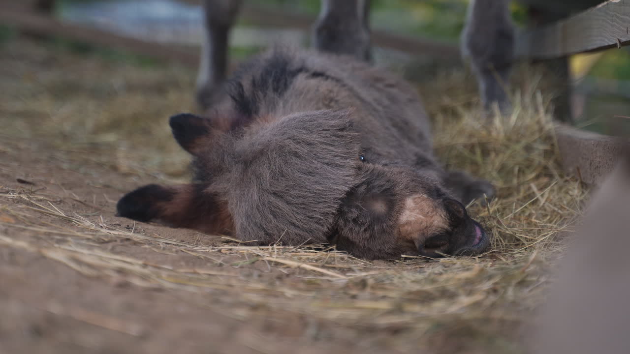 un lindo burro mediterráneo en miniatura recién nacido con una franja durmiendo en heno junto a una cerca de tablones, siendo empujado por su madre para que se levante, solo para volver a dormirse, cerrar una toma estática de 4k