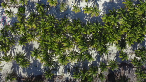 car driving in palm tree grove on tropical sandy beach, overhead shot