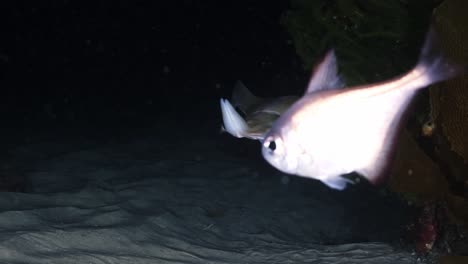 Calamares-Del-Sur-Calamares-Cazando-Y-Pescando-En-La-Noche-Sepiotheuthis-Australis-4k-60fps-Cámara-Lenta