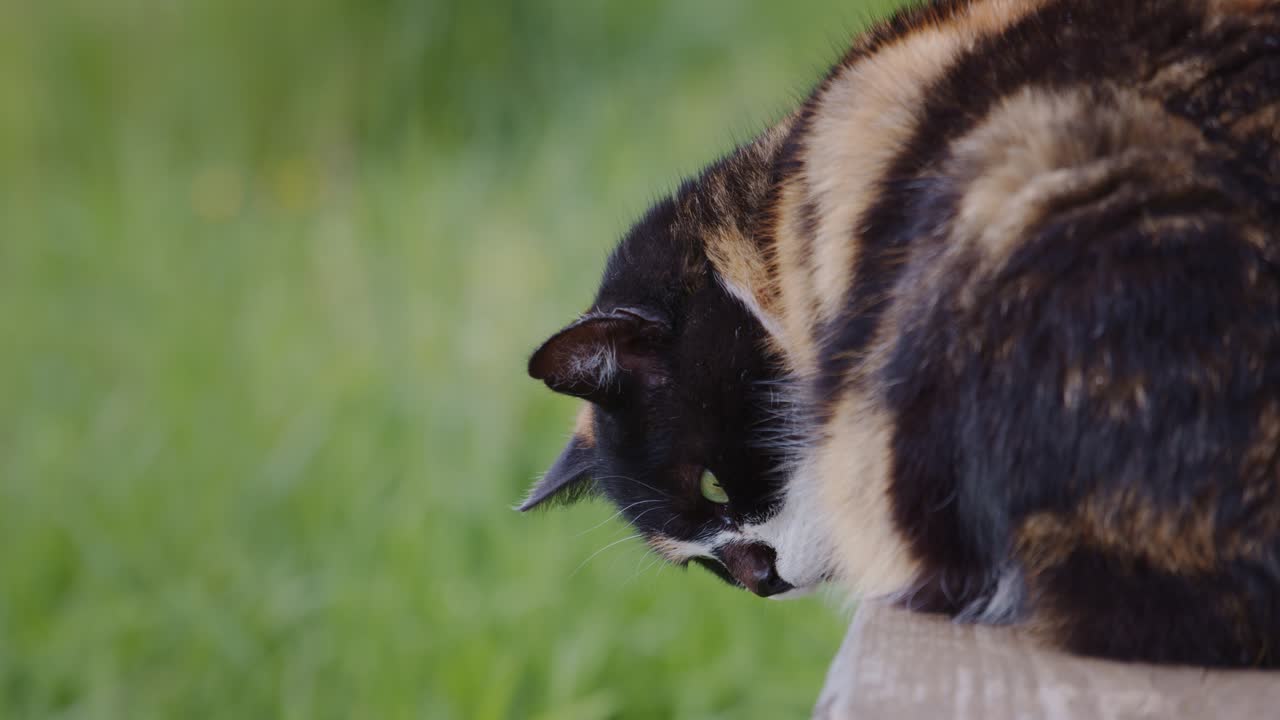 Gatto soffice che si gode un prato verde da una piattaforma di legno