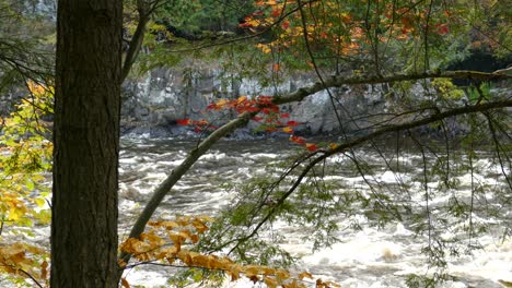 Rojos,-Verdes-Y-Amarillos-Se-Mezclan-En-La-Ajetreada-Vegetación-De-Esta-Escena-Fluvial-Otoñal