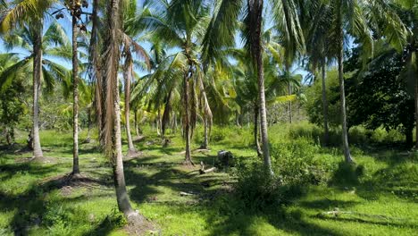 Drone-shot-of-a-buffalo-standing-on-a-small-pond-inside-coconut-farm