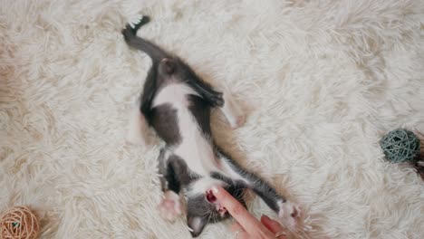 hand playing with a kitten