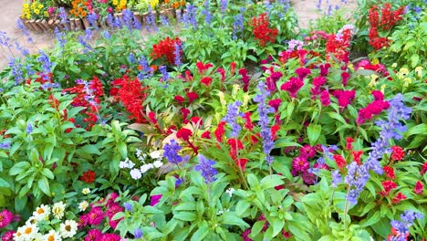 colorful flowers bloom in a lush garden