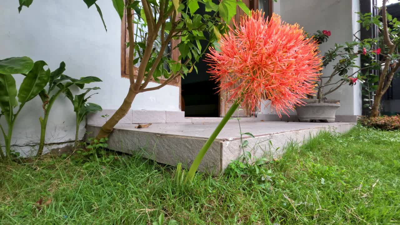 planta de scadoxus con flores, tiene una forma de bola roja, tallos verdes débiles