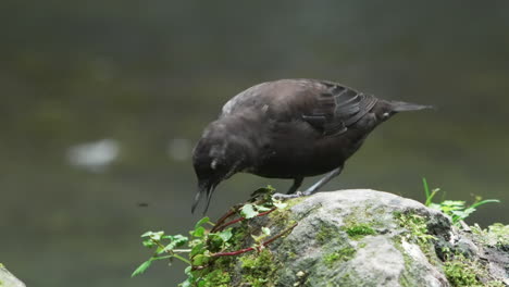 cute brown dipper perching on an algae-covered stone on the stream bank foraging, running stream in the background