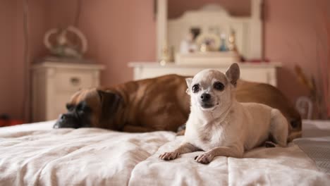 cute pair of dogs lying on belly on cozy bed