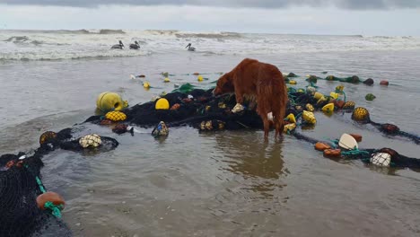 Fishing-net-washed-ashore-with-dead-fish,-scavenging-dog,-and-seabirds
