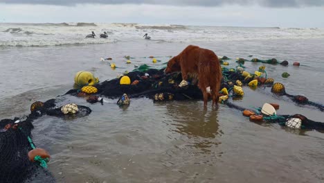 fishing net washed ashore with dead fish, scavenging dog, and seabirds