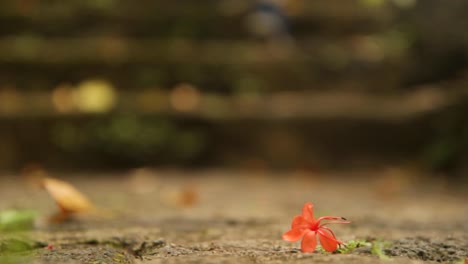 primer plano de zapatos caminando y saltando por las escaleras en el camino del bosque con una flor rosa