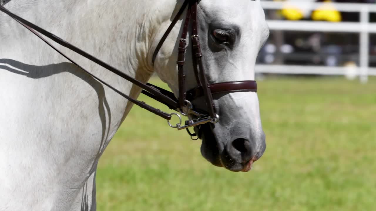 A detailed view of a white horse's head with a bridle in an outdoor setting.