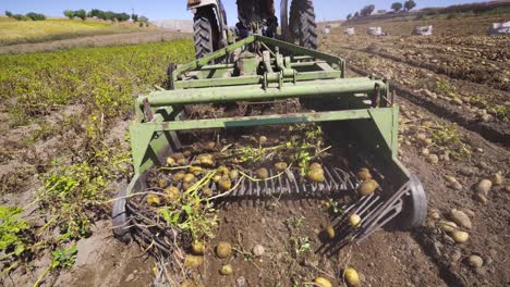 potato harvesting in a potato field.