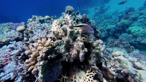 Pez-Halcón-Negro-Descansando-Sobre-Coral-En-El-Mar-Rojo-En-Dahab,-Egipto