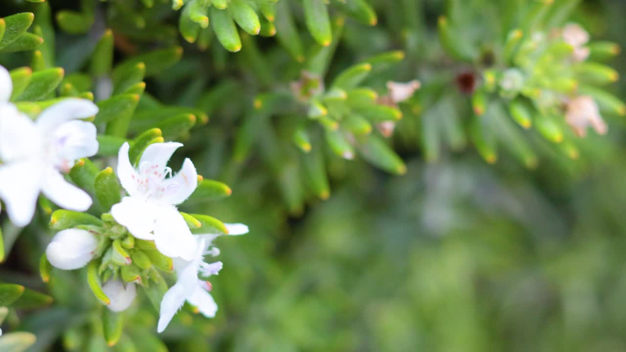 꽃이 피는 웨스트링기아 프루티코사 식물의 클로즈업