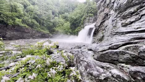 Azalea-in-foreground-of-Linville-Falls-waterfall-in-North-Carolina