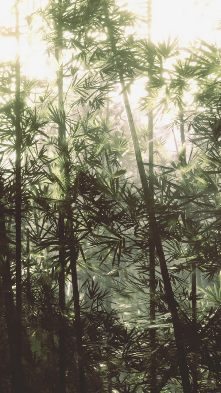 La luce del sole filtra tra gli alberi di bambù in una fitta foresta nelle prime ore del mattino.