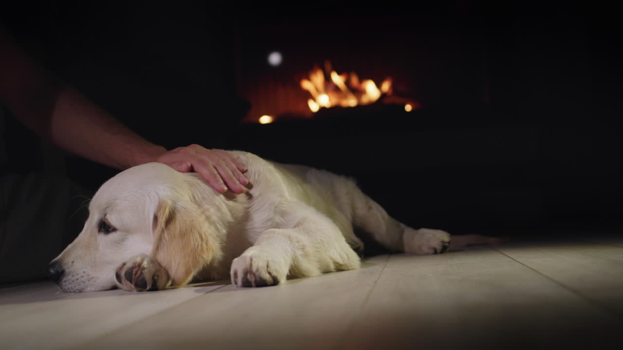 반려동물 소유자 와 귀여운 골든 리트리버 강아지 가 불타는 벽난로 근처 에서 휴식을 취 하고 있다