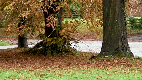 horse chestnut trees shedding their leaves at the beginning of the autumn season