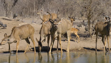 a small breeding herd of kudu at a waterhole are startled, causing some to run away in slow motion