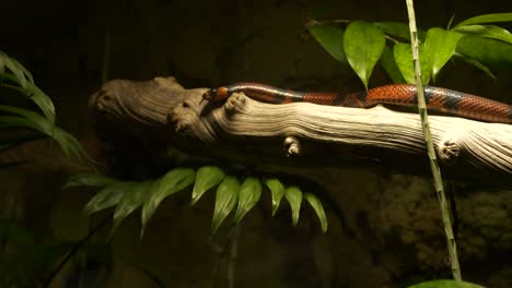 serpiente hondureña moviéndose a lo largo de una rama