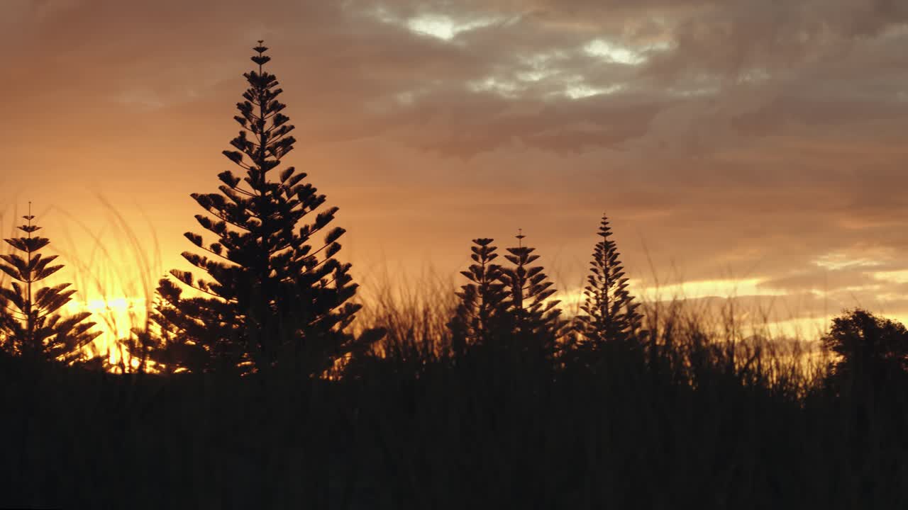 siluetas de árboles durante la mágica puesta de sol