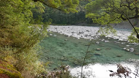 pan down low water, clear green river in new zealand rainforest scene