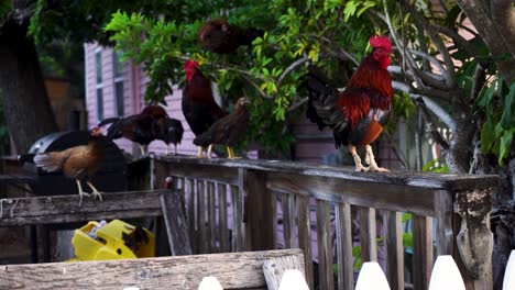 group of colorful free range roosters perched on a fence in a yard