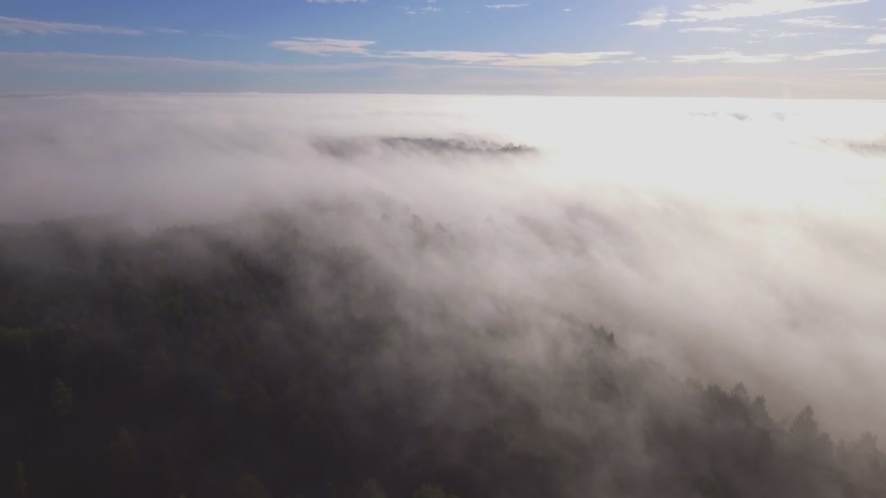 짙은 안개로 둘러싸인 숲의 나무 꼭대기