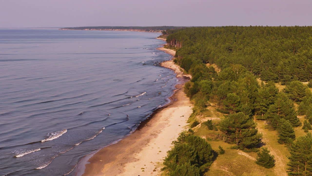 Coastal Forest and Beach Aerial View