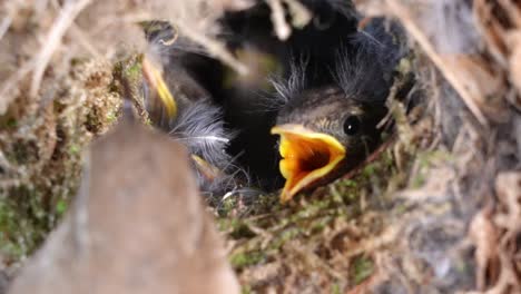 hungry eurasian wren chicks on bird's nest feed by their mother