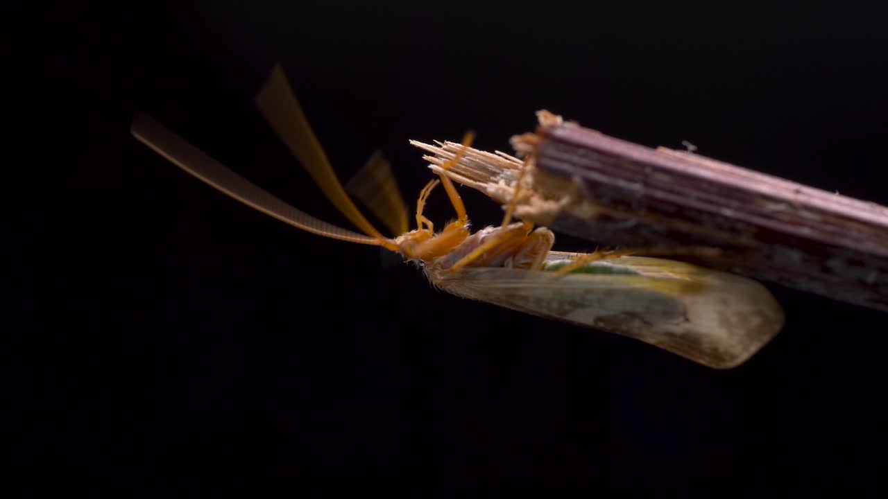 caddisflies en posición invertida donde se posan en un palo mientras se arreglan los cuernos