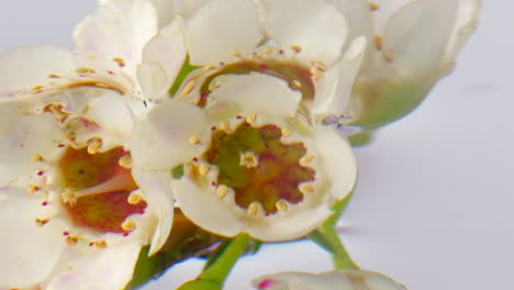 close-up of white flowers