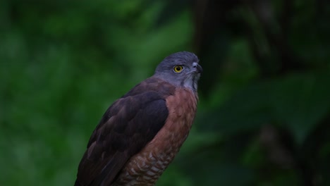 facing to the right as it looks up and moves as it chirps, chinese sparrowhawk accipiter soloensis, philippines