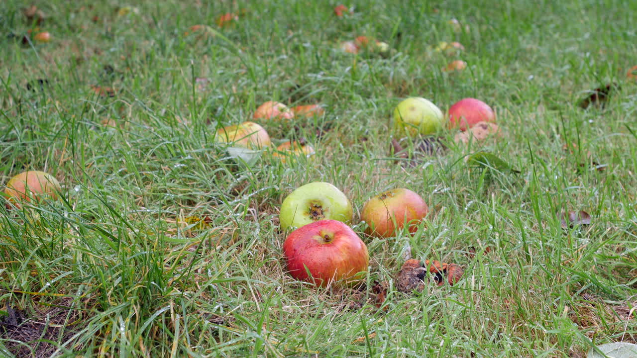 사과 나무에서 아래 풀밭으로 떨어진 사과