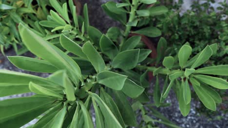 Panning-shot-of-a-green-cactus-showing-benefit-of-gardening