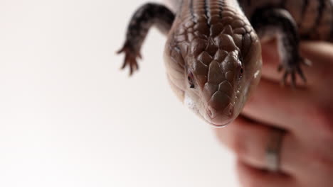 Veterinarian-holding-blue-tongue-skink-in-front-of-white-background---close-up-on-face-as-tongue-comes-out