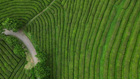 Mit-Einer-Drohne-Von-Oben-Auf-Den-Azoren-Aufgenommene-Reihen-Von-Teefeldern