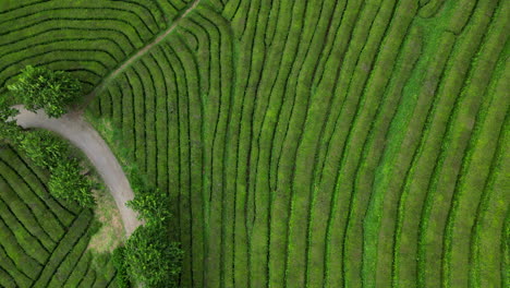 lines of tea fields shot from overhead with a drone in the azores