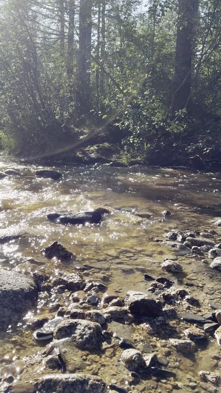 Klar strøm løber gennem en solbeskinnet skov