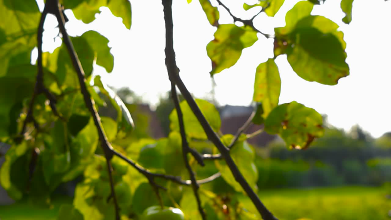 Close up view gliding under an apple tree branch with raw and ripe green apples hanging on it during a sunny day with sunshine backlighting the tree leaves and creating lense and light flare